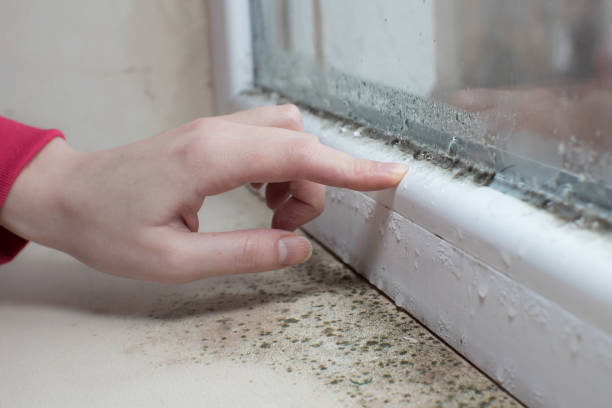 West Point, VA Mold Removal Company